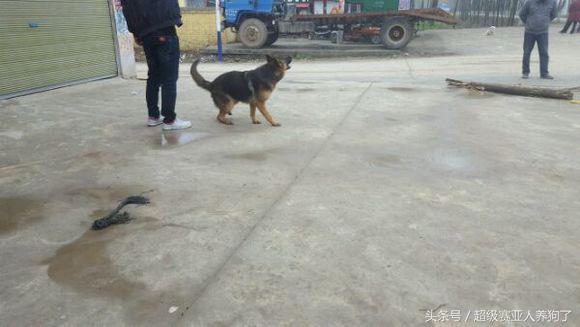 肩高50是怎么算的,肩高50cm正常吗