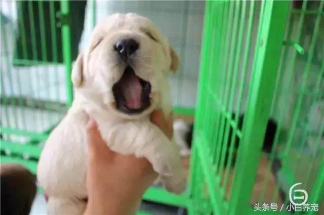 狗贩子VS繁育者，买狗狗究竟该找谁？