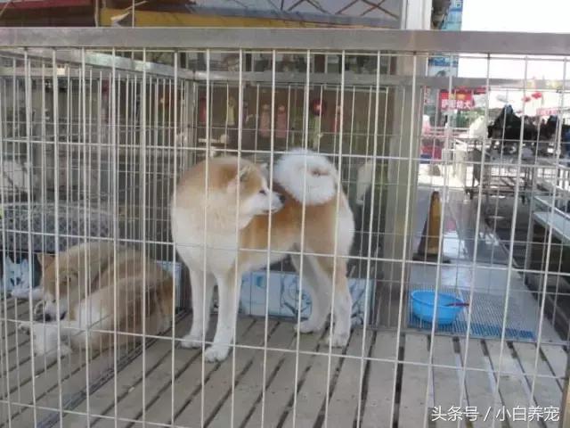 狗贩子VS繁育者，买狗狗究竟该找谁？