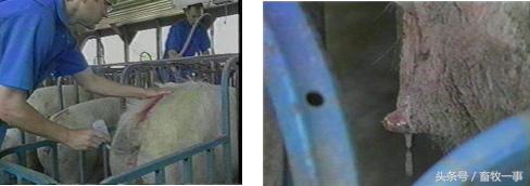 养猪怎样提高人工授精的成功率,养猪新模式猪舍建造