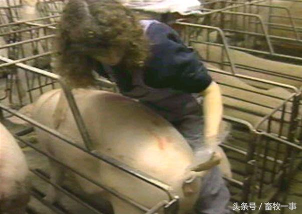 养猪怎样提高人工授精的成功率,养猪新模式猪舍建造