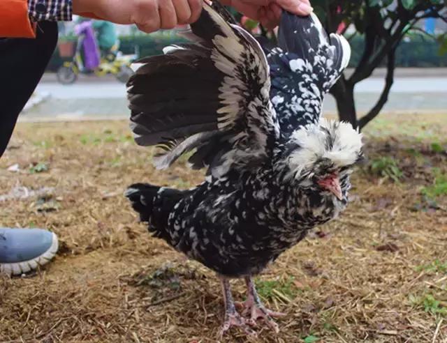 9种奇葩的动物蛋,这些奇葩的鸡蛋你见过吗