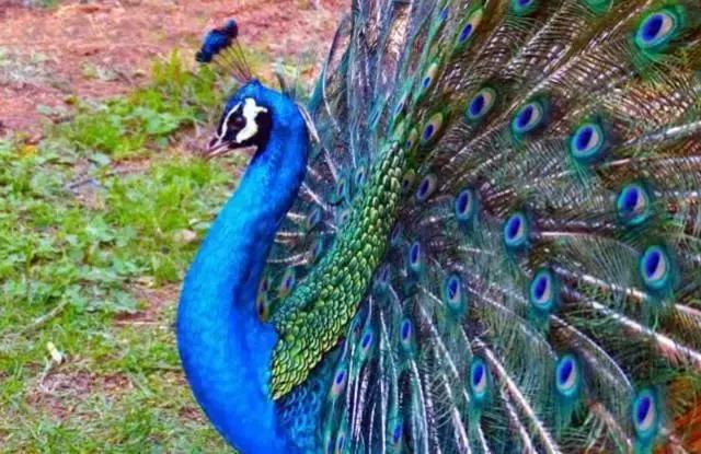 9种奇葩的动物蛋,这些奇葩的鸡蛋你见过吗