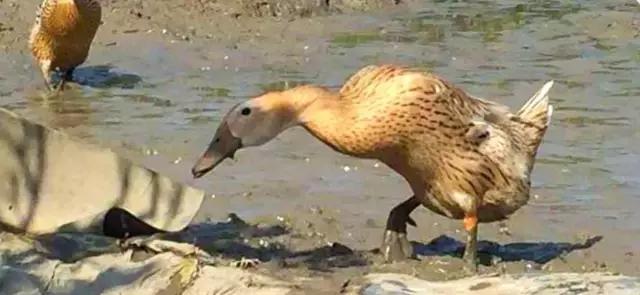 9种奇葩的动物蛋,这些奇葩的鸡蛋你见过吗