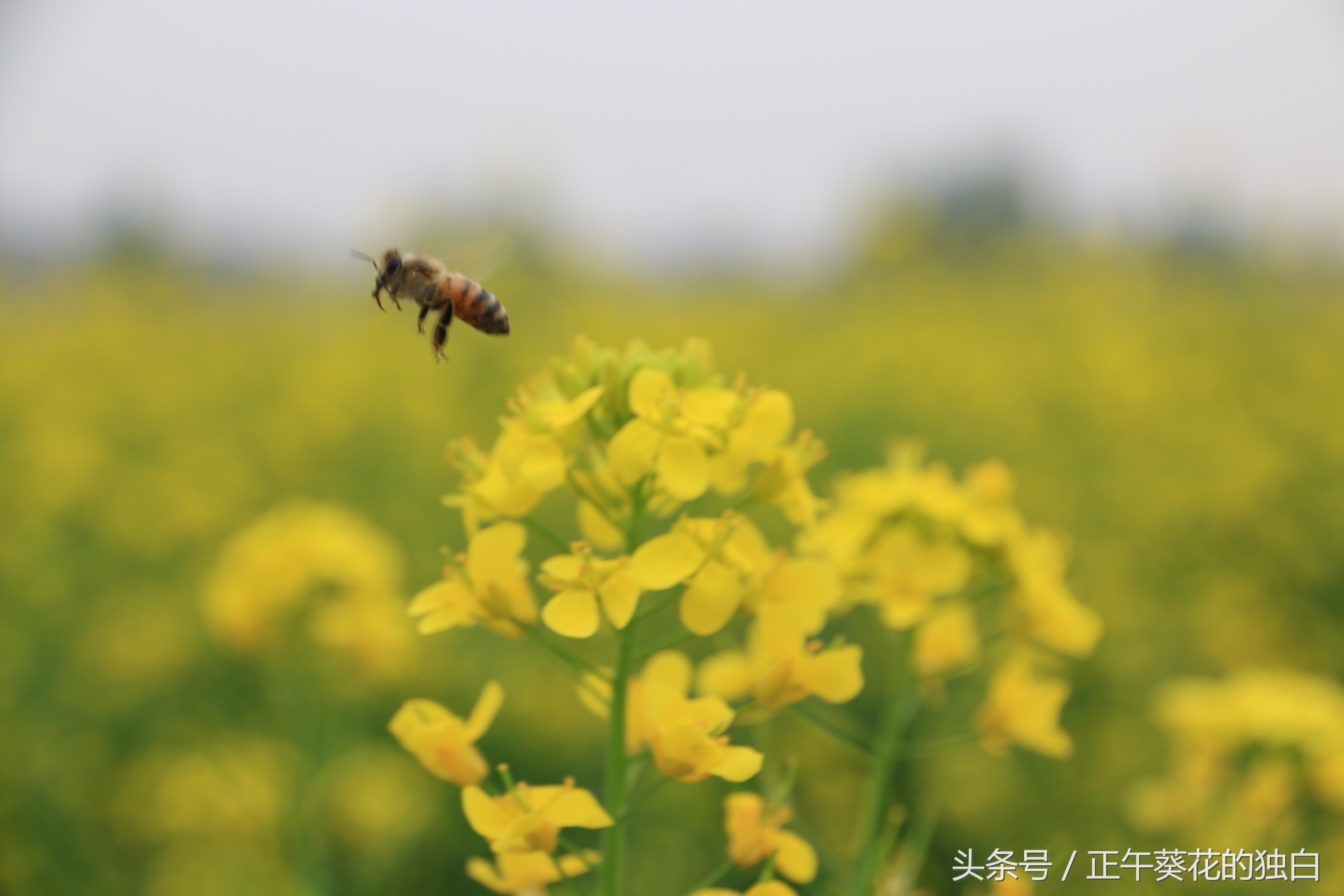 狼牙山田园花海入口,狼牙山万亩花田附近景点