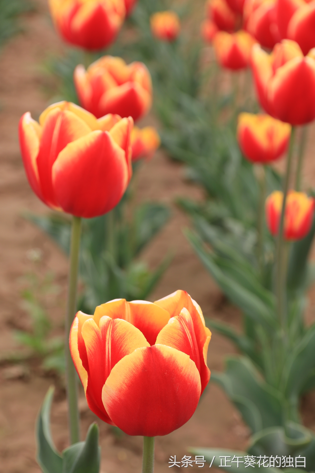 狼牙山田园花海入口,狼牙山万亩花田附近景点