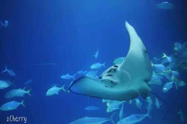 拔掉身上的刺的意思,拔掉你身上的刺歌曲