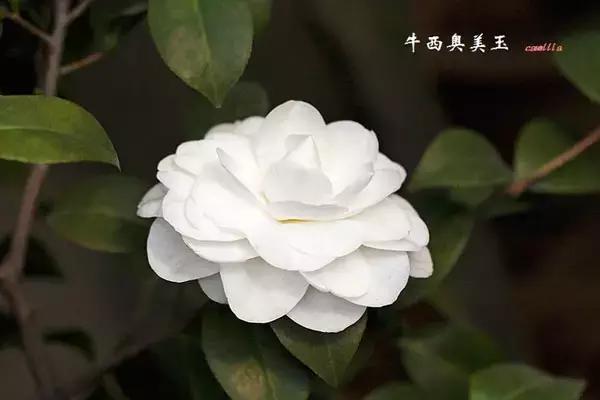 四大名花之山茶,中国百种山茶图片