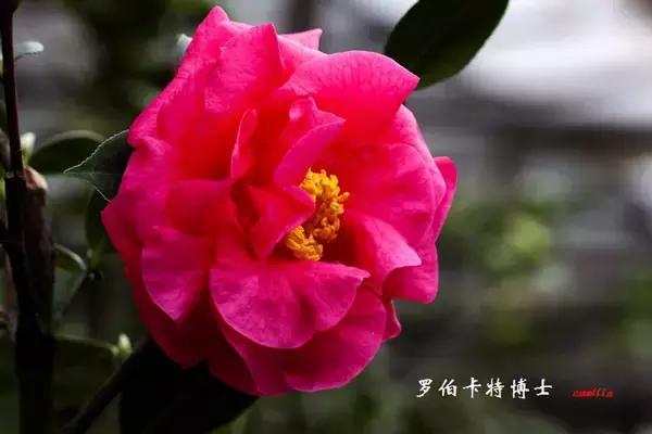 四大名花之山茶,中国百种山茶图片