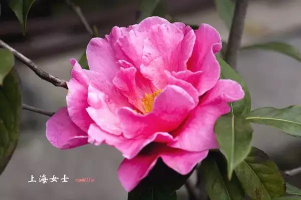 四大名花之山茶,中国百种山茶图片