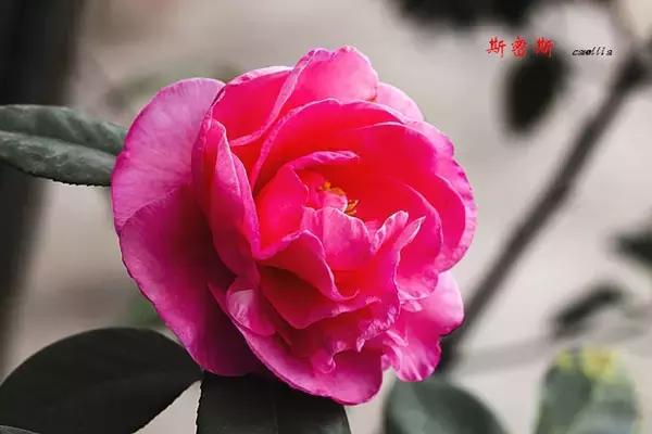 四大名花之山茶,中国百种山茶图片