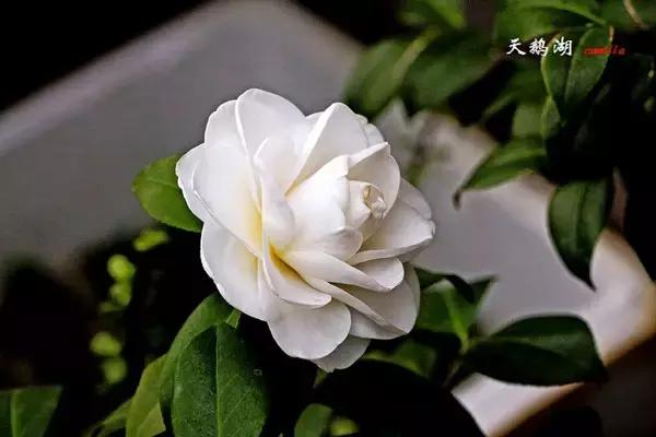 四大名花之山茶,中国百种山茶图片