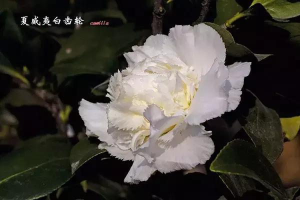四大名花之山茶,中国百种山茶图片
