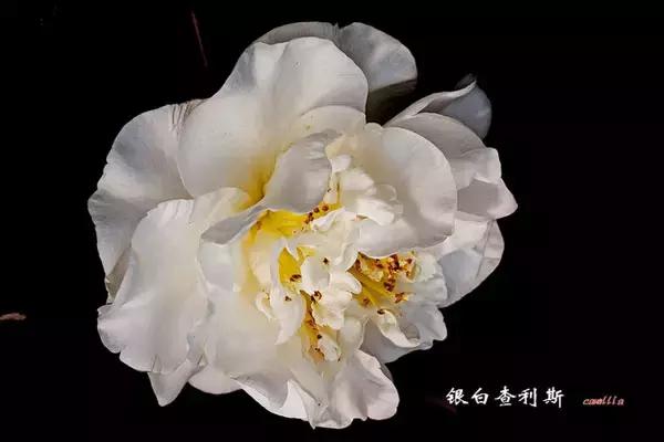 四大名花之山茶,中国百种山茶图片