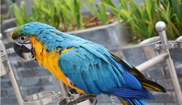 兴平“花田公社”预投资百亿打造国内第一景，被称为“花钱公社”