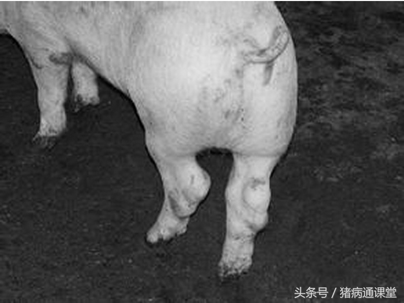 猪瘸腿病预防,猪后腿关节肿了是什么病