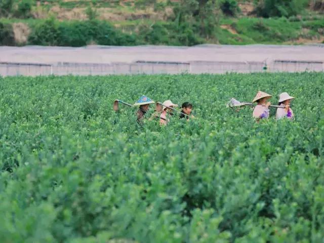 云南脆甜蓝莓,云南正宗新鲜蓝莓