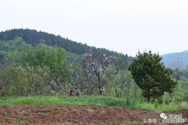 紫色藤花开,任丘紫藤花开