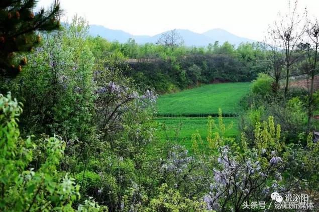 紫色藤花开,任丘紫藤花开