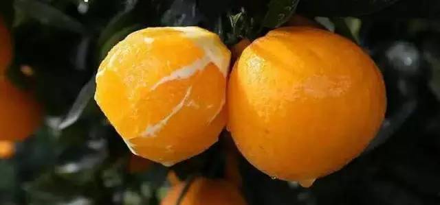 橙中贵族,美味之最:伦晚