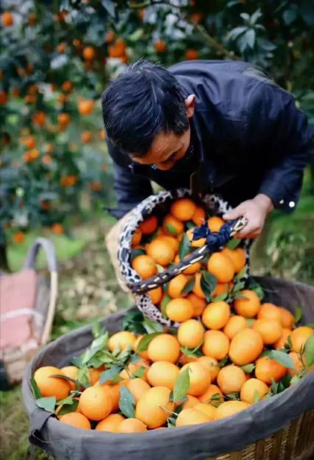 橙中贵族,美味之最:伦晚