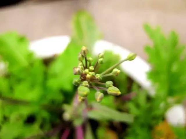 夜读｜谷雨：开到荼蘼花事了丝丝夭棘出莓墙