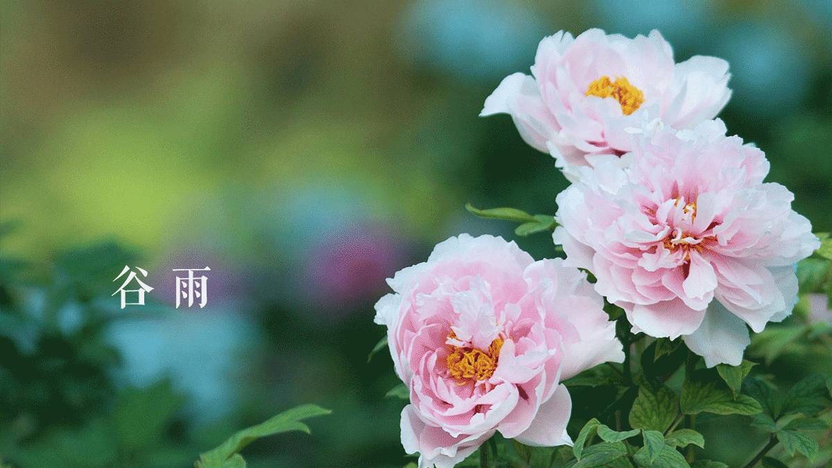 夜读｜谷雨：开到荼蘼花事了丝丝夭棘出莓墙