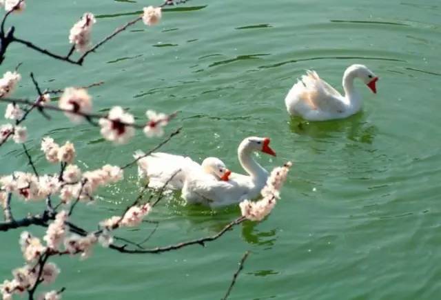 夜读｜谷雨：开到荼蘼花事了丝丝夭棘出莓墙