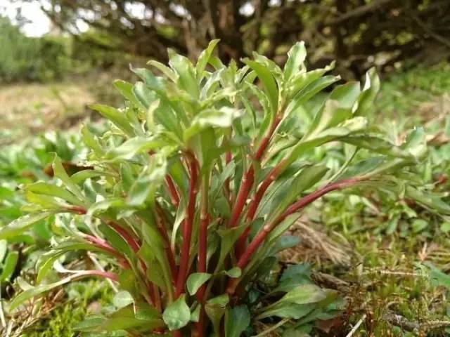 夜读｜谷雨：开到荼蘼花事了丝丝夭棘出莓墙