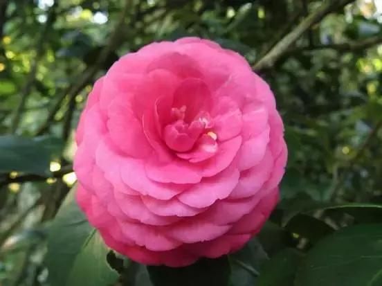 四大名花之山茶,中国百种山茶图片