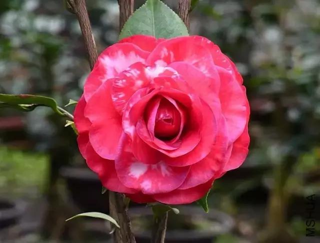 四大名花之山茶,中国百种山茶图片