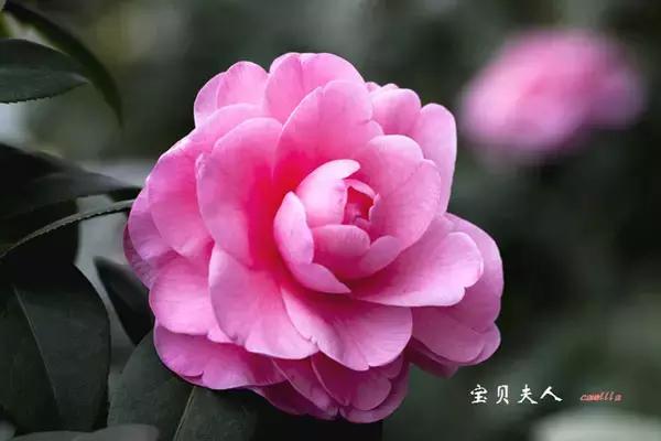 四大名花之山茶,中国百种山茶图片