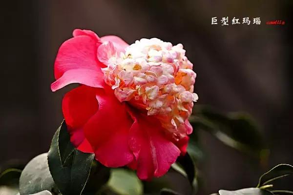 四大名花之山茶,中国百种山茶图片