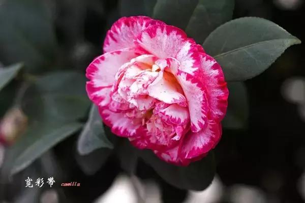 四大名花之山茶,中国百种山茶图片