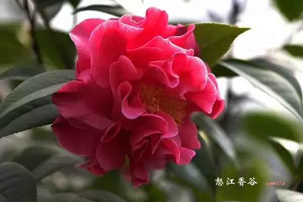 四大名花之山茶,中国百种山茶图片