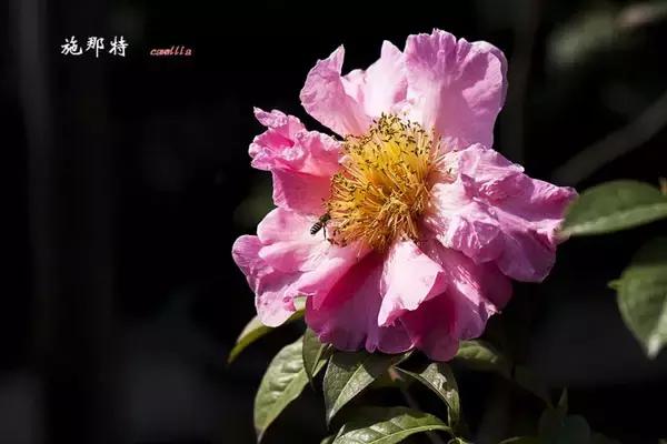四大名花之山茶,中国百种山茶图片