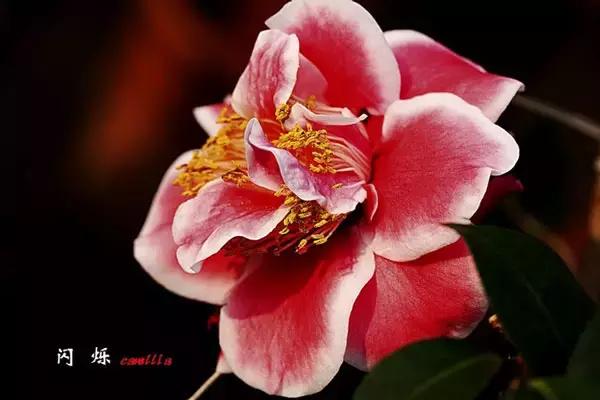 四大名花之山茶,中国百种山茶图片