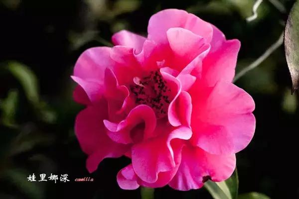 四大名花之山茶,中国百种山茶图片