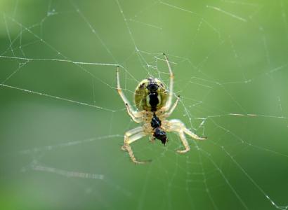 小时候最怕的一种动物，也是很好中药