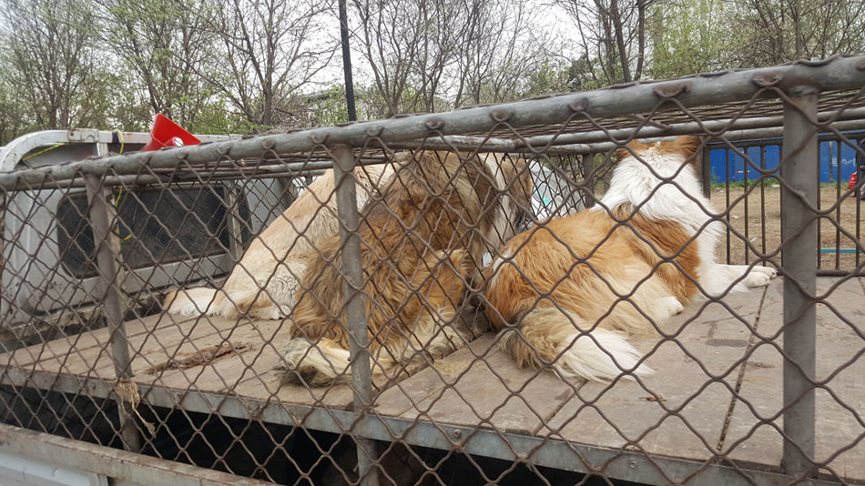 唐山市乐亭县大集,河北唐山乐亭大集