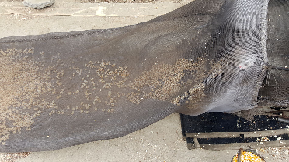 唐山市乐亭县大集,河北唐山乐亭大集