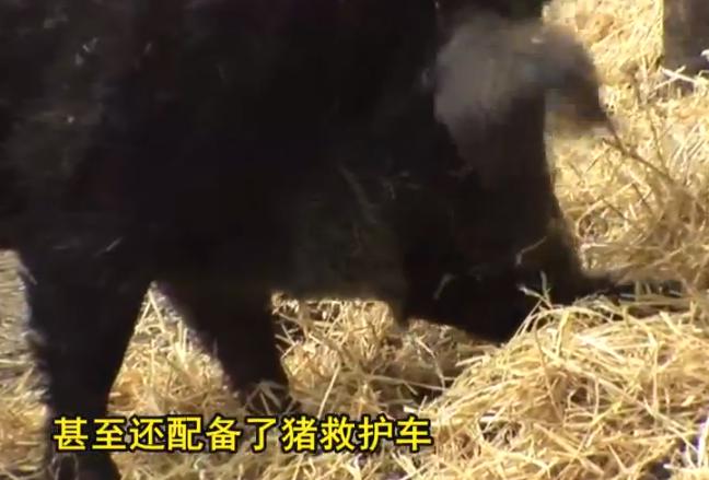 爱猪人士来袭：这个养猪场专门拯救猪，然后给它们养老送终！