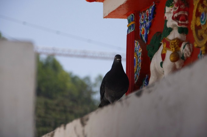 西北归来,我想说给你听,青海甘肃西安华山11天