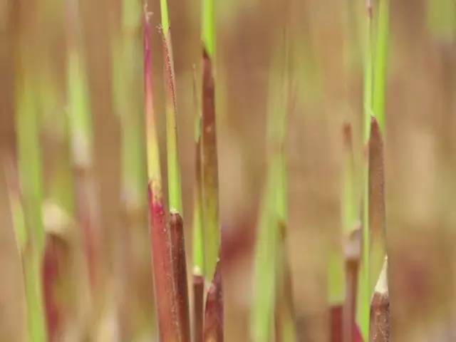 夜读｜谷雨：开到荼蘼花事了丝丝夭棘出莓墙