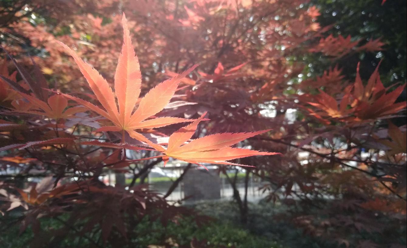 努比亚z17刷什么系统比较好,努比亚z17旗舰开箱视频