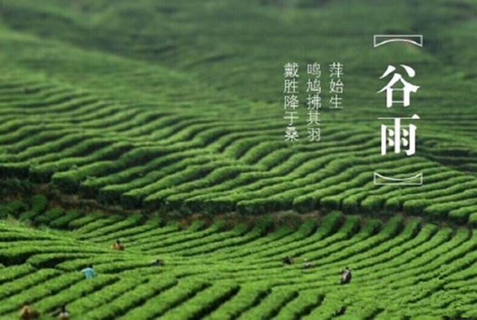 喝谷雨茶的习俗,谷雨天要喝谷雨茶