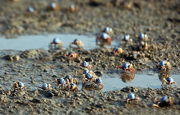 2900万年前的螃蟹,3500万年前的石头螃蟹