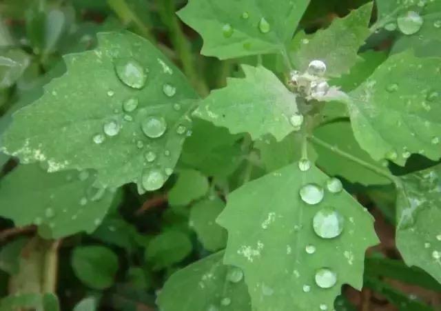可吃的六种野菜,最有营养的六种野菜