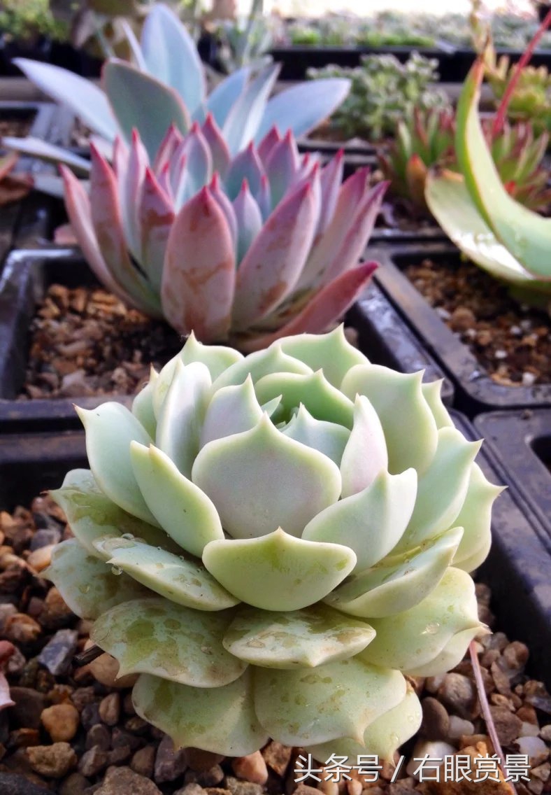 精品多肉颗颗都是韩版欧货老桩让您大呼过瘾