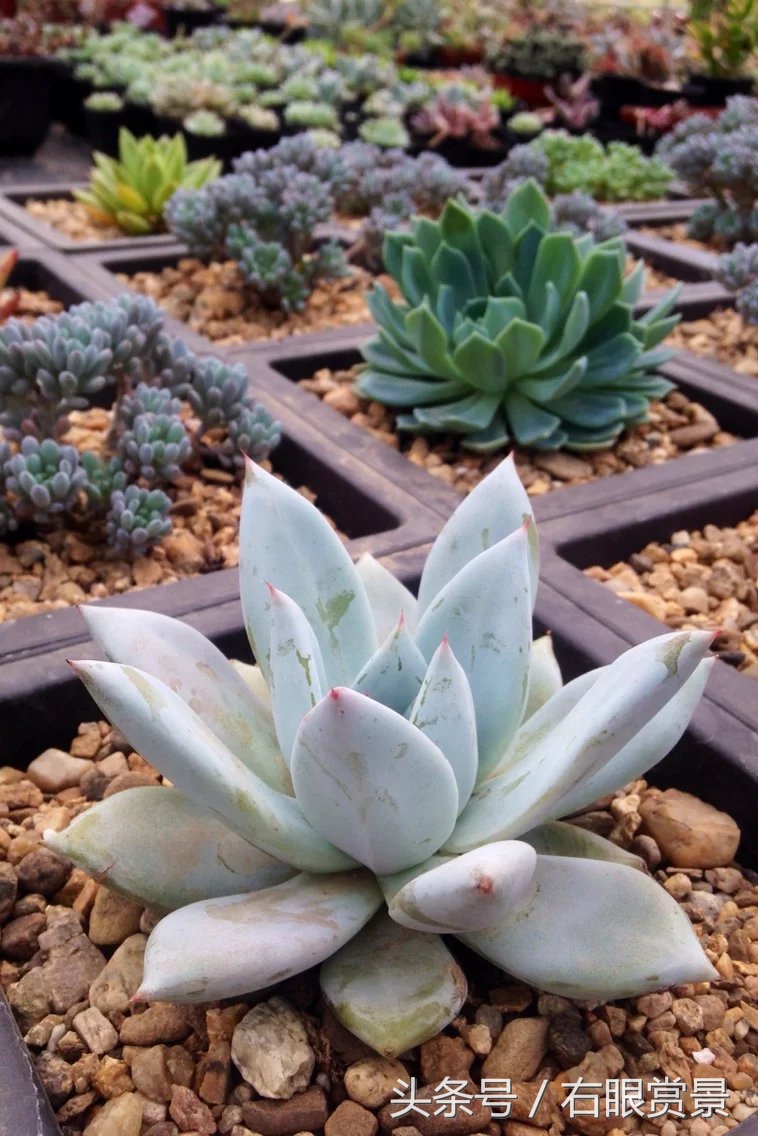 精品多肉颗颗都是韩版欧货老桩让您大呼过瘾